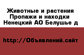 Животные и растения Пропажи и находки. Ненецкий АО,Белушье д.